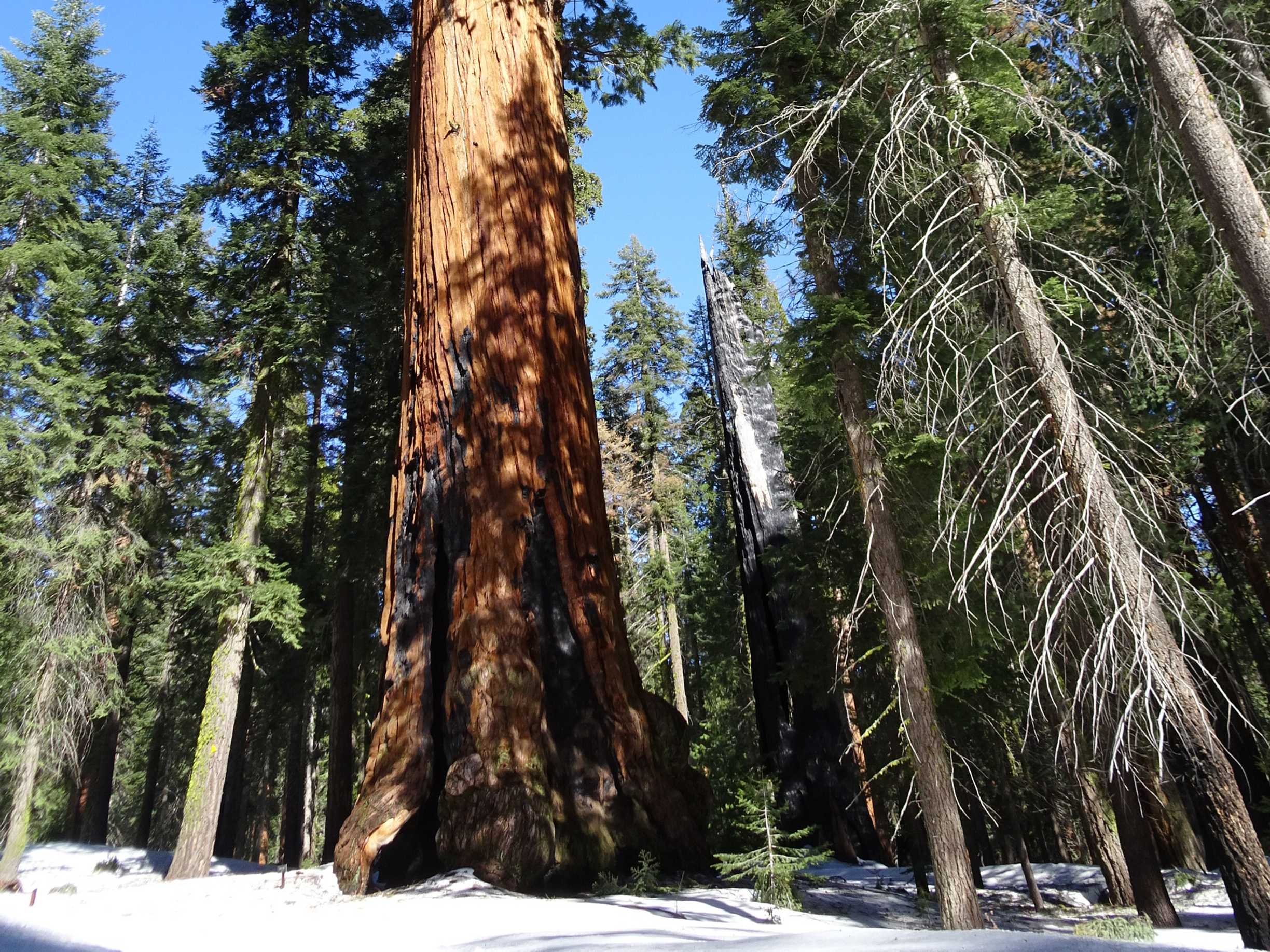 sequoia/DSC03427.jpg