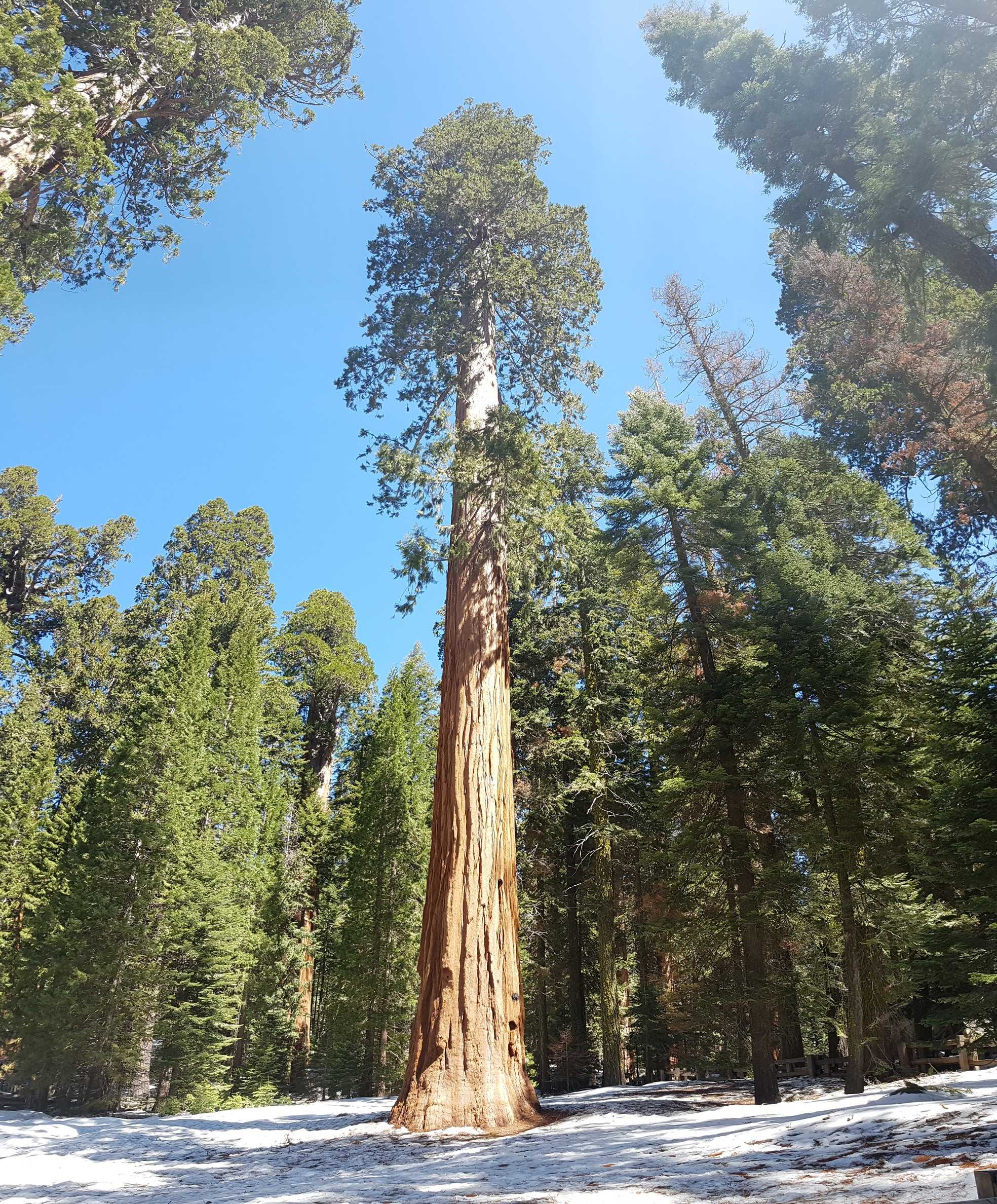 sequoia/20170401_123035.jpg