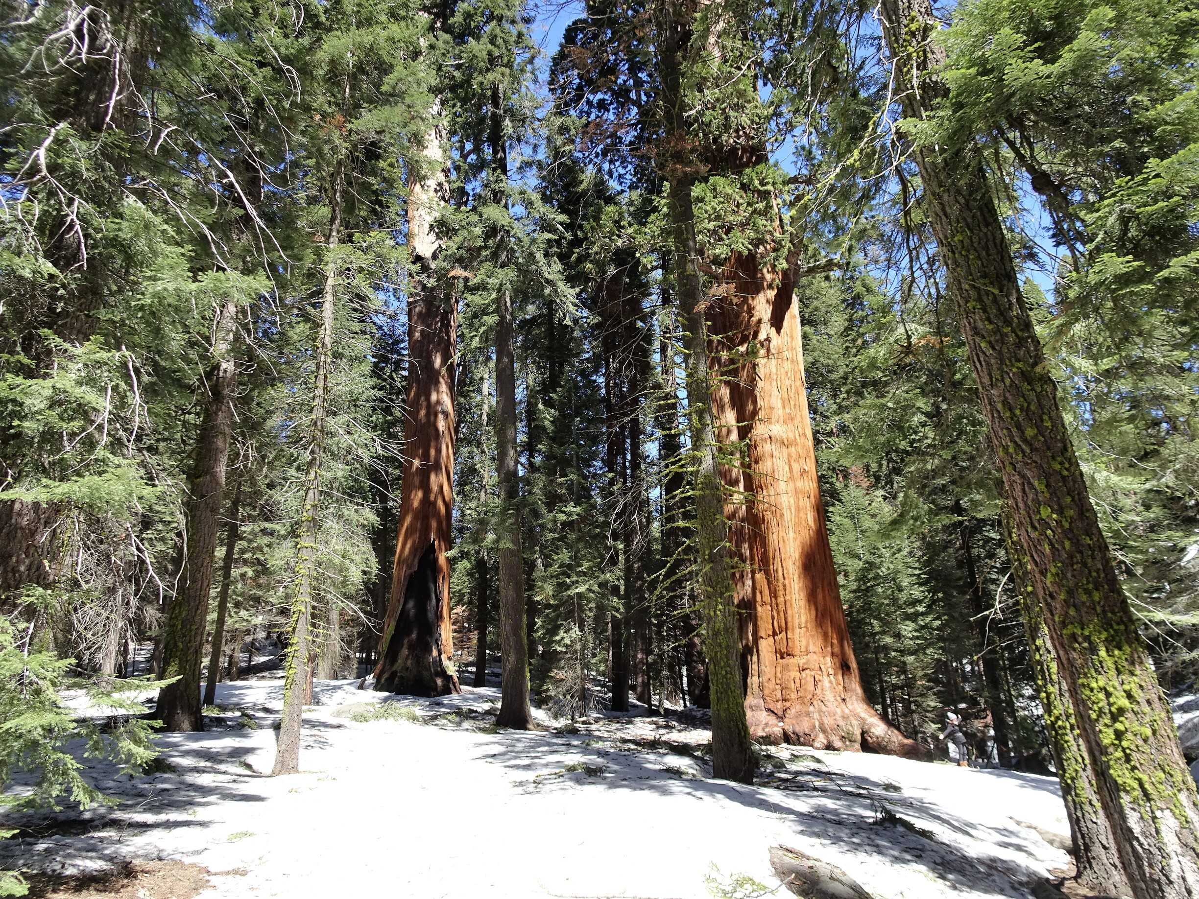 sequoia/DSC03393.jpg