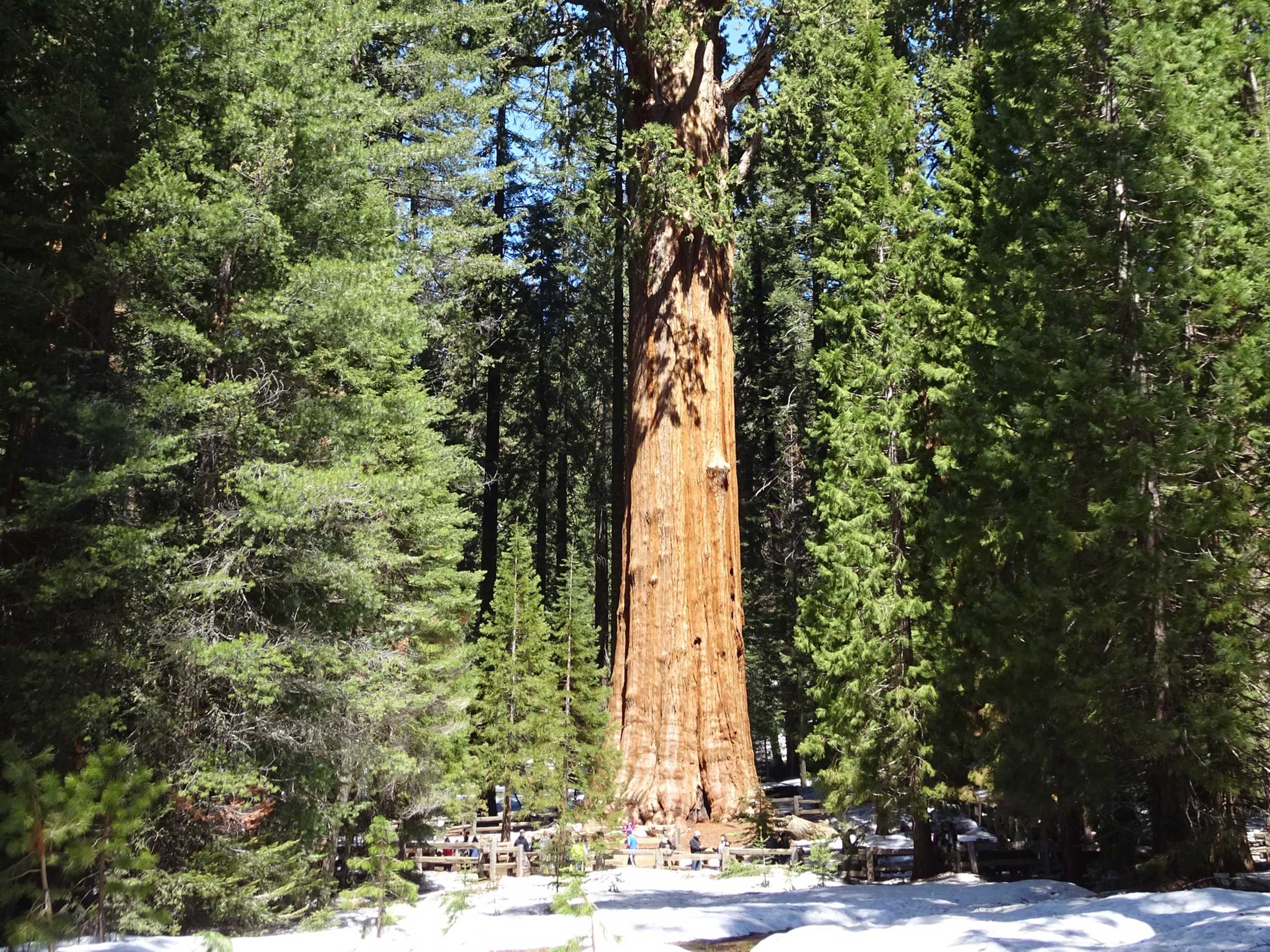 sequoia/DSC03384.jpg