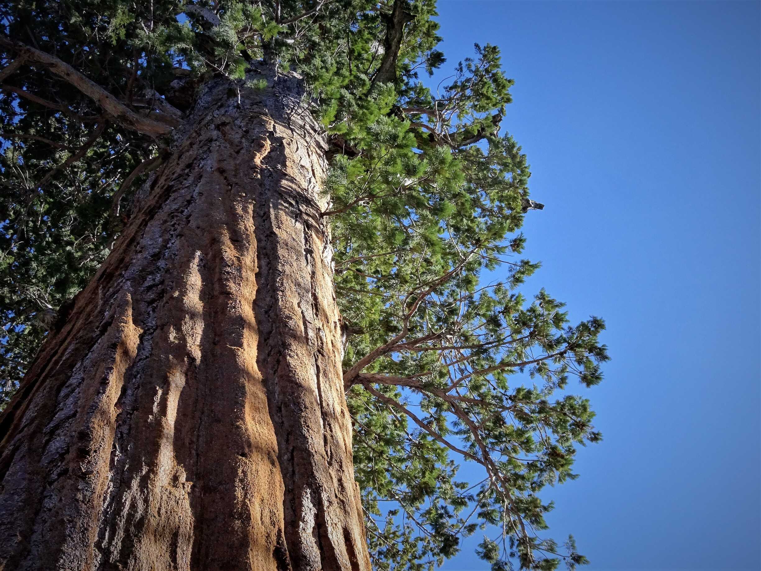 sequoia/DSC03433.jpg