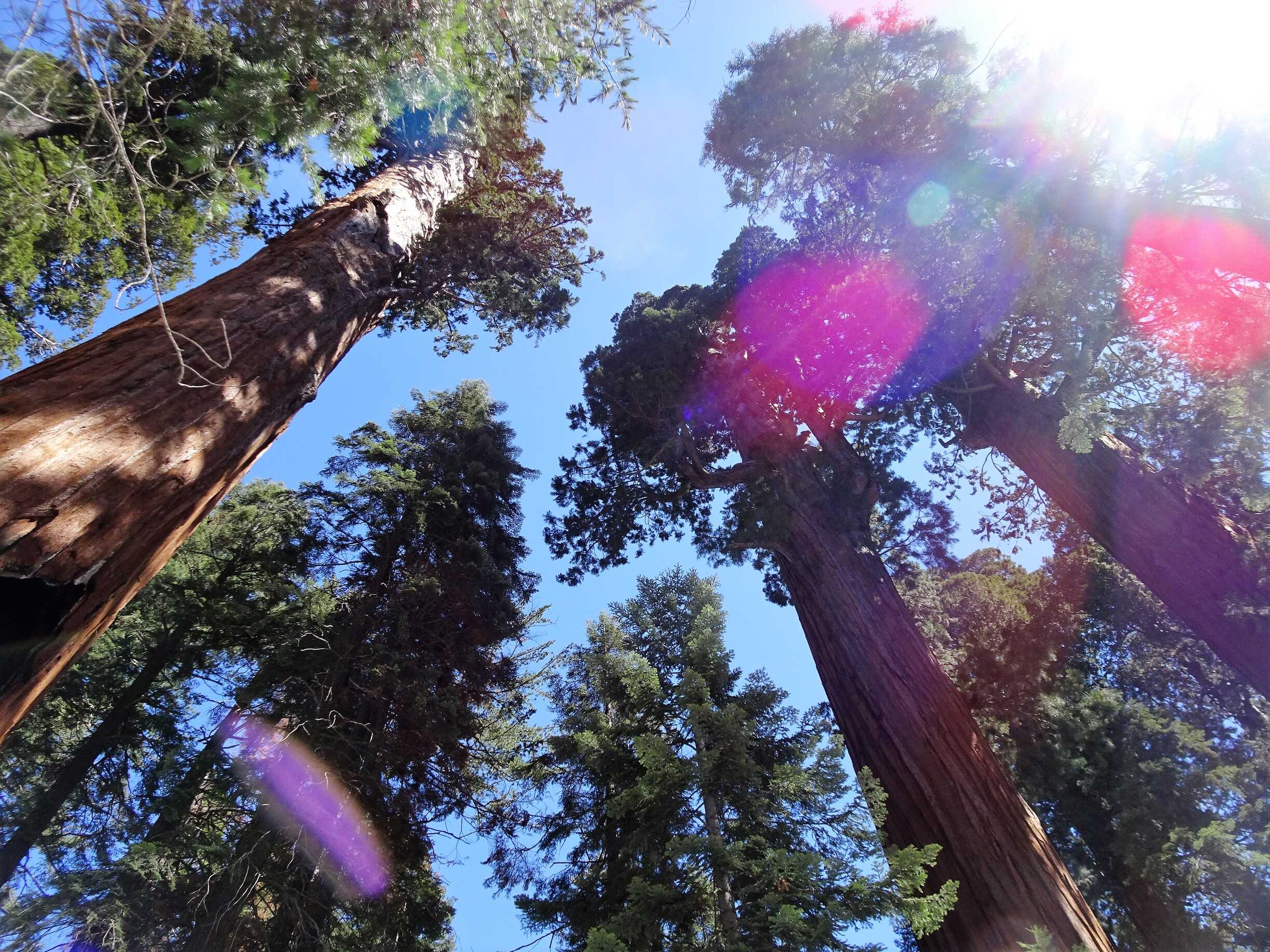 sequoia/DSC03396.jpg