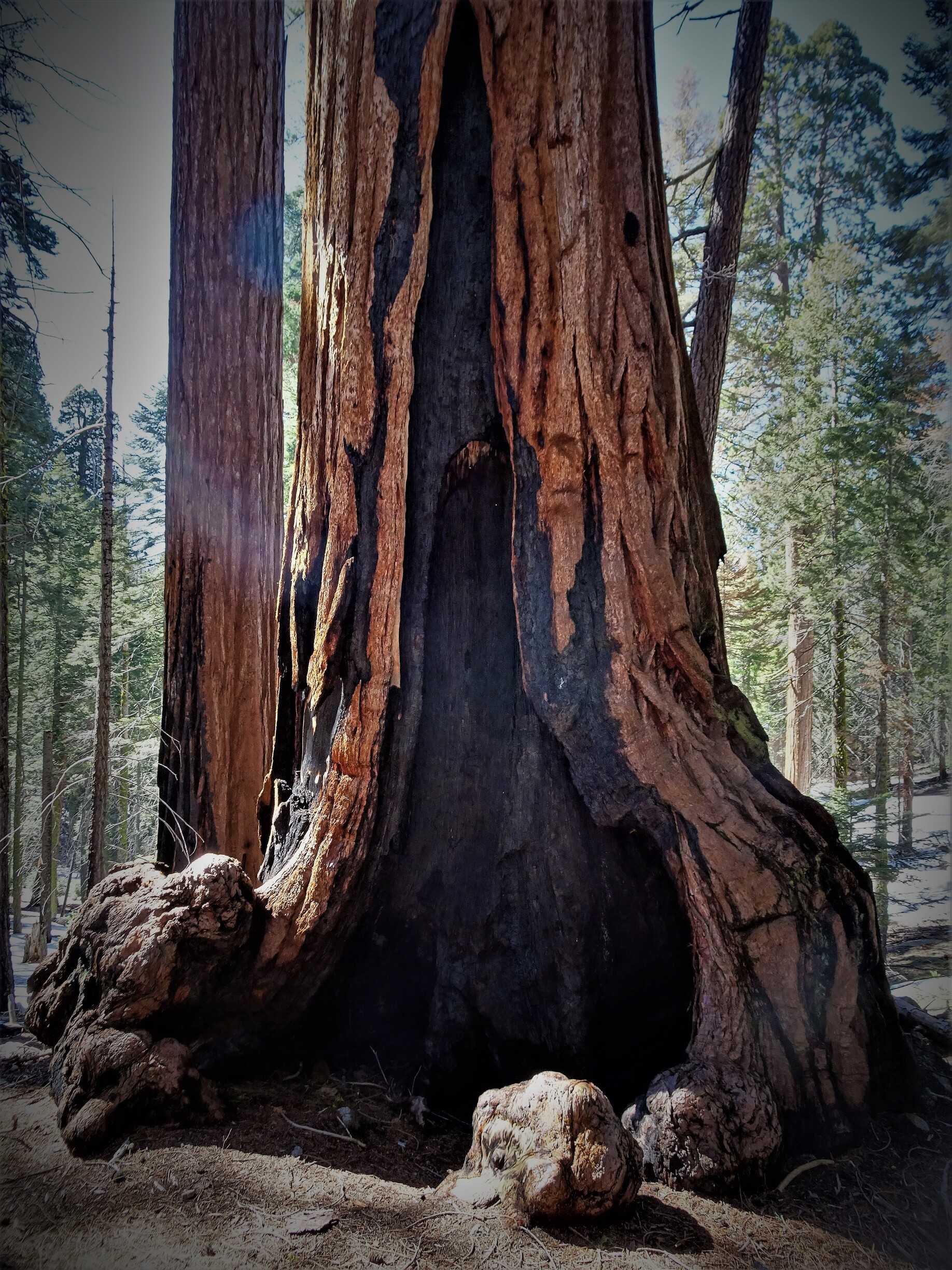 sequoia/DSC03424.jpg