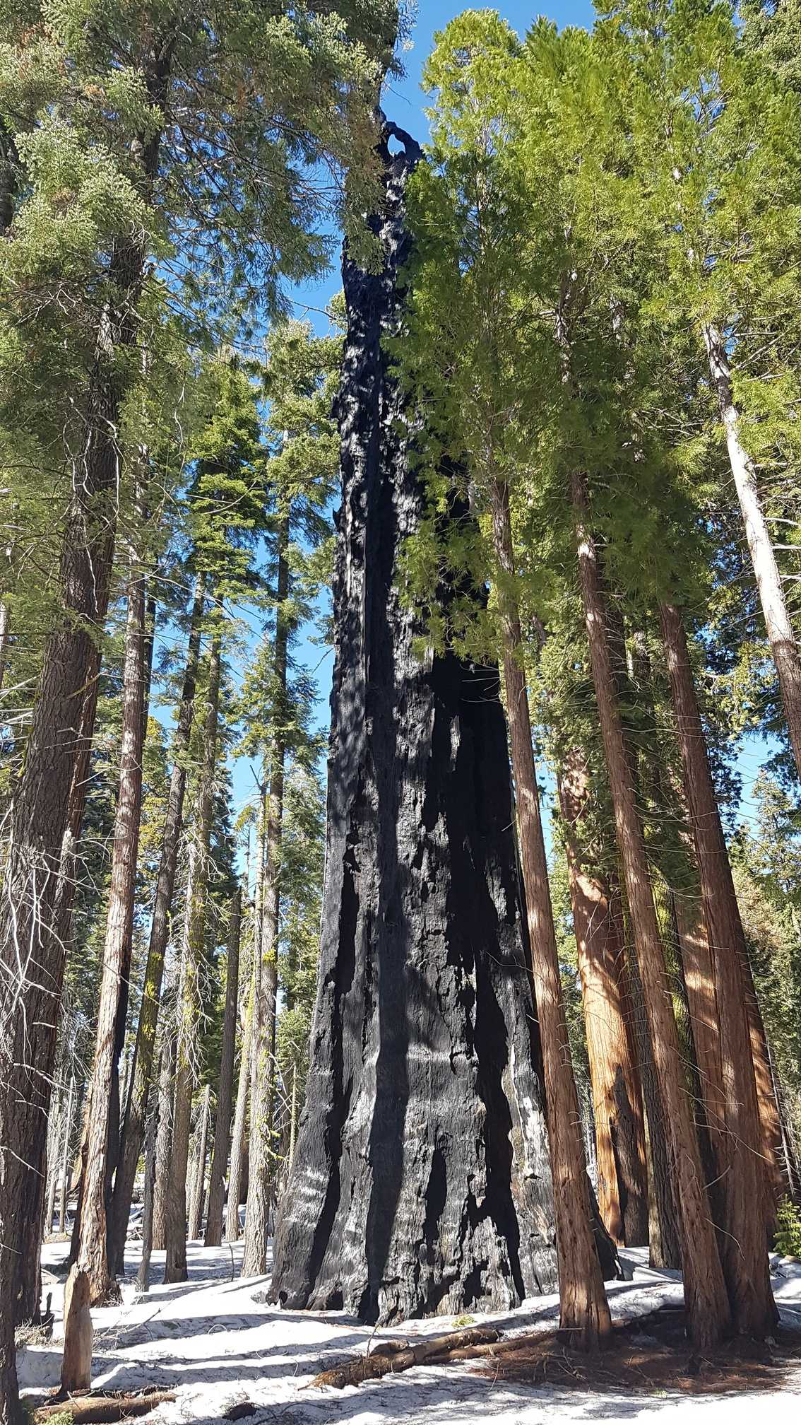 sequoia/20170401_153907.jpg